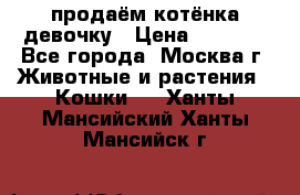 продаём котёнка девочку › Цена ­ 6 500 - Все города, Москва г. Животные и растения » Кошки   . Ханты-Мансийский,Ханты-Мансийск г.